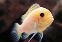 /album/aqvahousefish/a32-jpg/