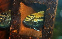 /album/aqvahousefish/a0005163-jpg/