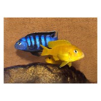 /album/fotogalerie/pseudotropheus-saulosi-jpg1/