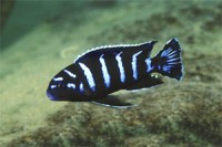 /album/fotogalerie/a10-demasoni-jpg1/